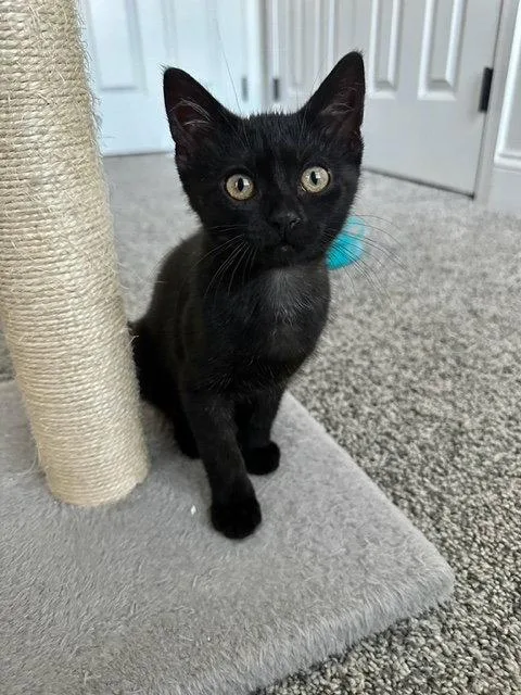 A young medium-sized female Black Domestic Short Hair cat named Peach for adoption in Lancaster, PA