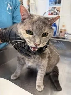 A senior large-sized female Domestic Short Hair cat named Sadie for adoption in Haw River, NC