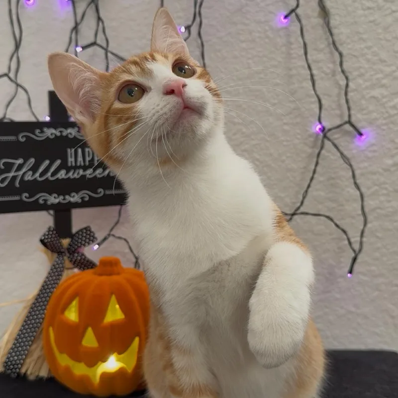 A young small-sized male White Domestic Short Hair cat named Spud for adoption in Aledo, TX