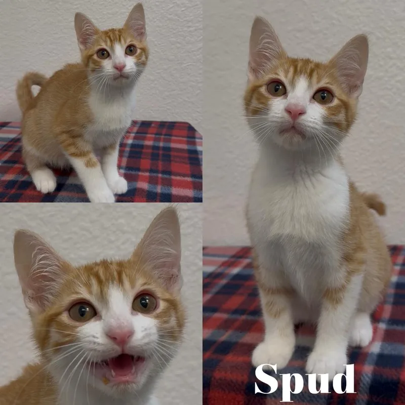 Spud thumbnail 2