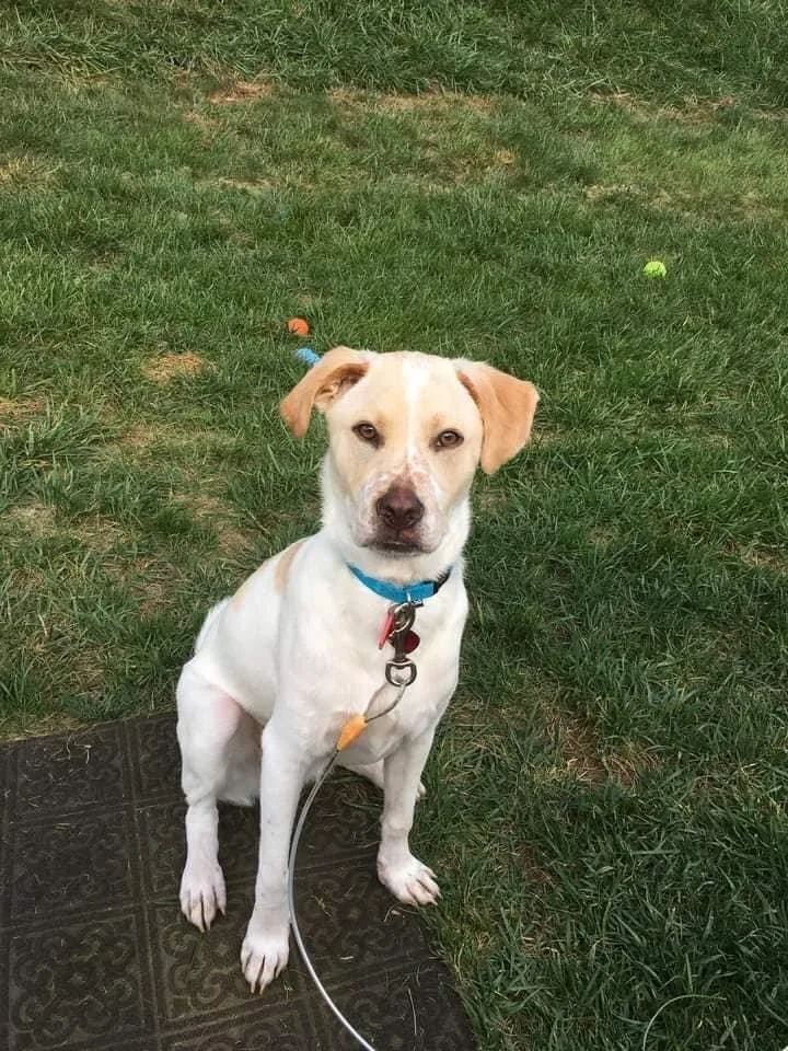An adult medium-sized male Labrador Retriever dog named Boomer for adoption in New York, NY