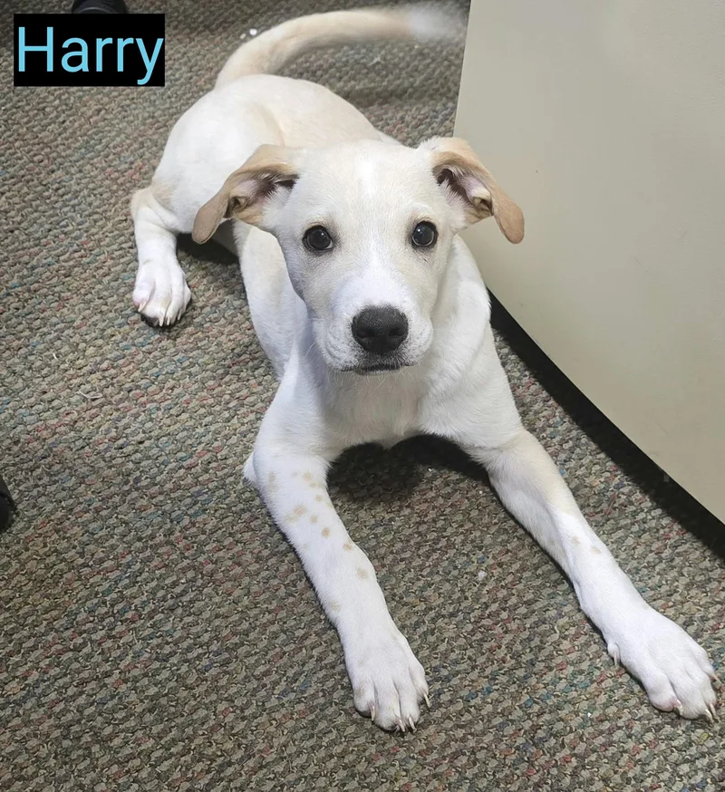 A baby medium-sized male Yellow Labrador Retriever dog named Harry for adoption in Grand Rapids, MI