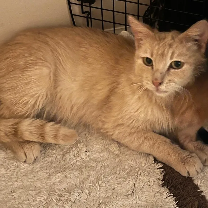 A young medium-sized female Buff / Tan / Fawn Domestic Short Hair cat named Ginger Lou for adoption in Greensboro, GA