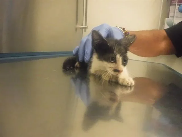 A baby small-sized male Domestic Short Hair cat named Dolton for adoption in Miami, FL