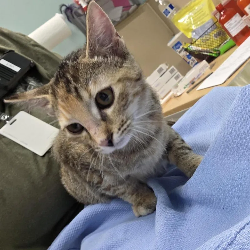 A baby medium-sized female Calico Domestic Short Hair cat named Hawaii for adoption in Tacoma, WA