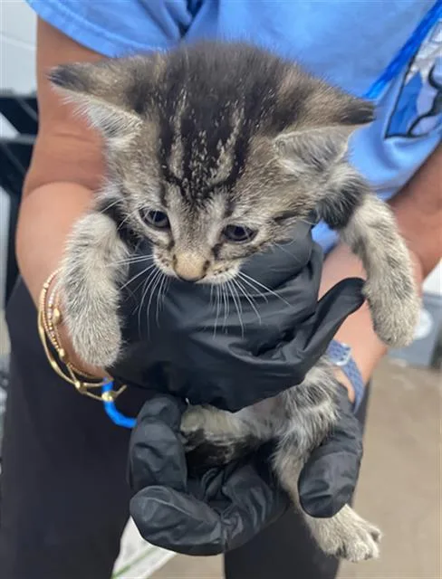 A baby medium-sized female Domestic Short Hair cat named Marie for adoption in Dallas, TX