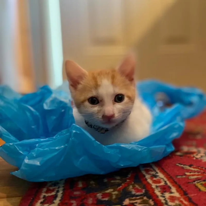 A baby small-sized male White Domestic Short Hair cat named Tom for adoption in Birdsboro, PA