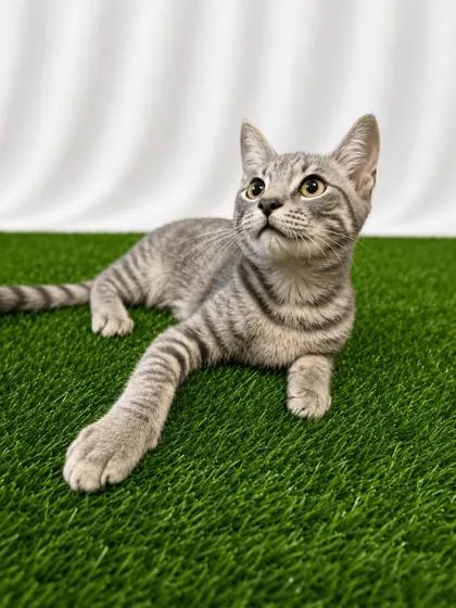 A baby small-sized male Gray / Blue / Silver Domestic Short Hair cat named Lore for adoption in Covington, LA