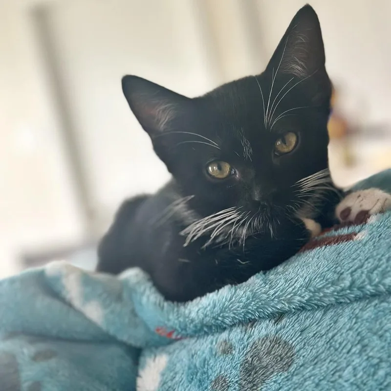 A baby small-sized male Black Domestic Short Hair cat named Dominik for adoption in Flower Mound, TX