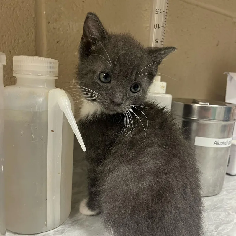 A baby small-sized female Gray / Blue / Silver Domestic Short Hair cat named Storm for adoption in Lewisburg, WV