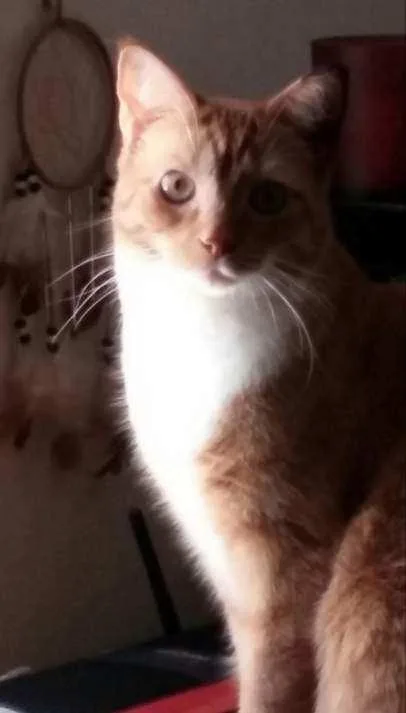 An adult large-sized female Orange & White Domestic Short Hair cat named Mess for adoption in Richmond, VA