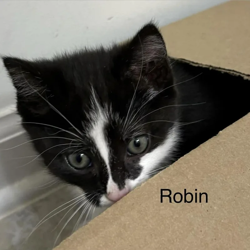 Robin