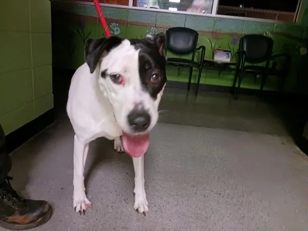 An adult large-sized female Hound dog named Pen  Regina for adoption in Lawrenceville, GA