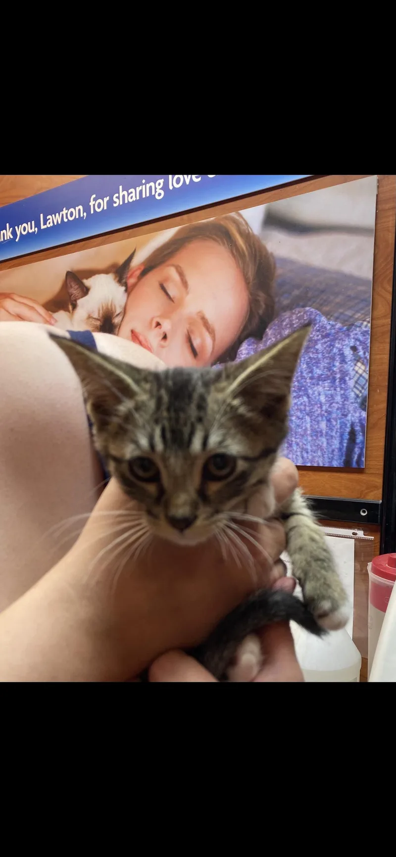 A baby medium-sized male Tabby (Brown / Chocolate) Tabby cat named Mort for adoption in Lawton, OK