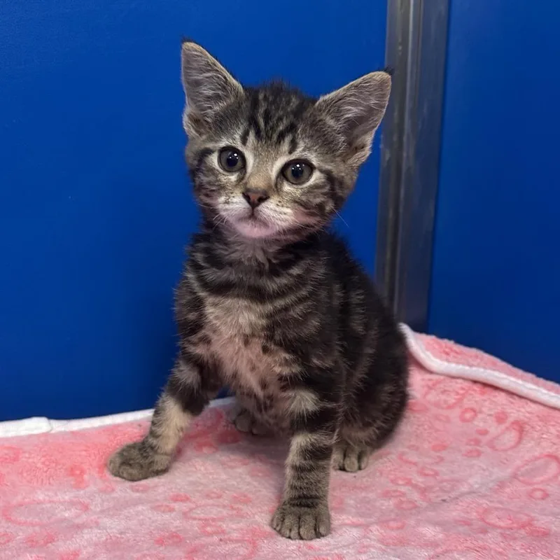 A baby small-sized male Brown / Chocolate Domestic Short Hair cat named Happy for adoption in East Smithfield , PA