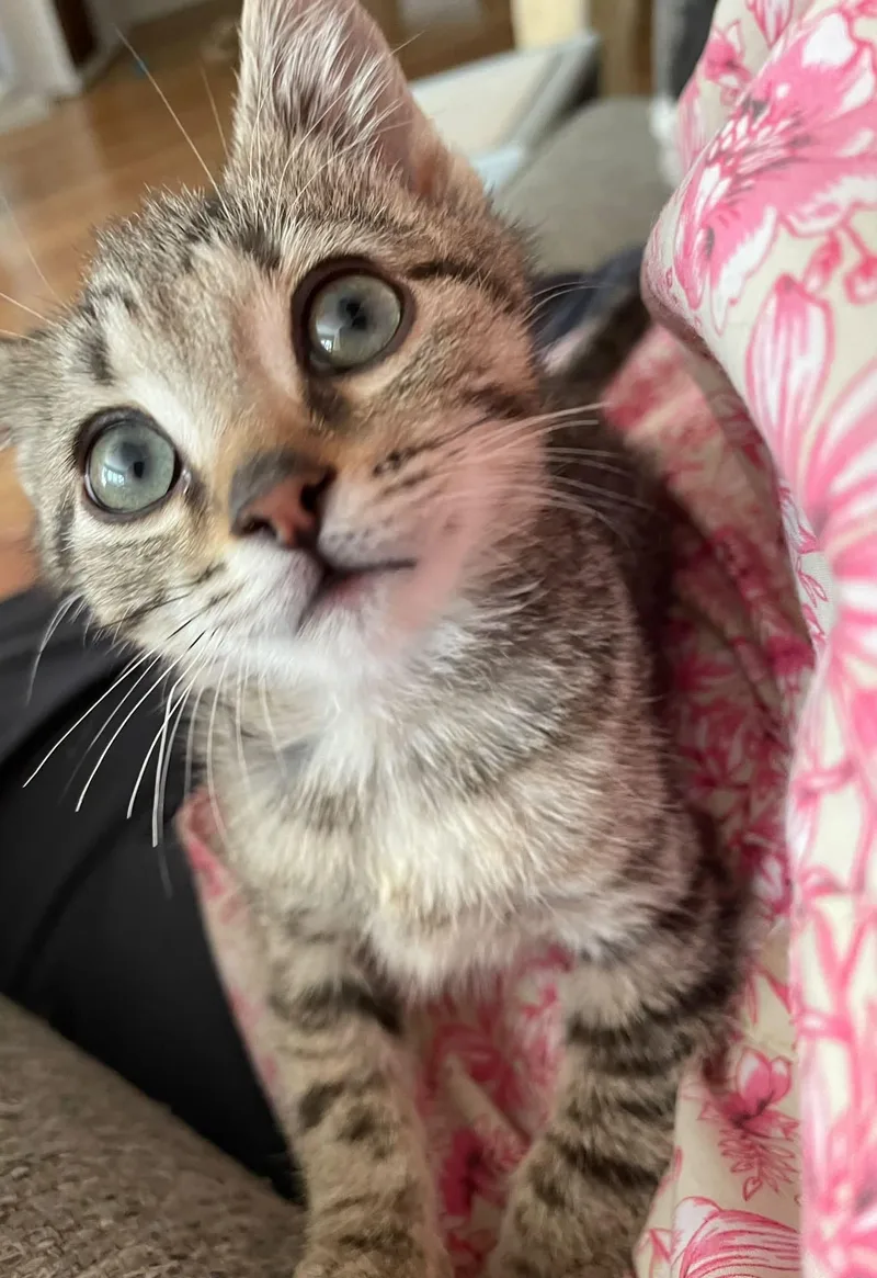 A baby medium-sized male Tabby (Brown / Chocolate) Domestic Short Hair cat named Brexton for adoption in Concord, NC