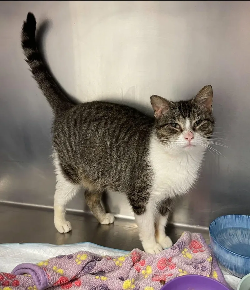 An adult medium-sized female Tabby (Brown / Chocolate) Domestic Short Hair cat named Roo for adoption in Mansfield, OH