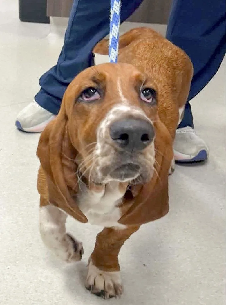 A young medium-sized male Basset Hound dog named Ziggy for adoption in Mays Landing, NJ