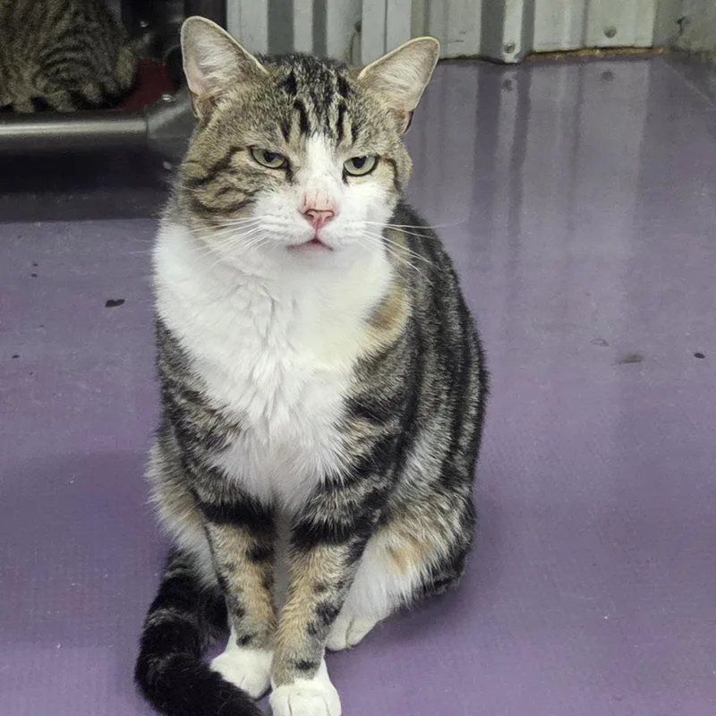 An adult medium-sized male Tabby (Leopard / Spotted) Domestic Short Hair cat named Mike for adoption in SNOW HILL, NC