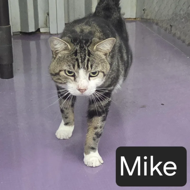 Mike thumbnail 2