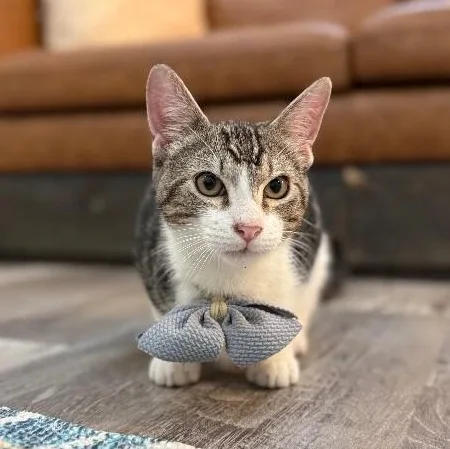 A young medium-sized male Tabby (Brown / Chocolate) Tabby cat named Bo Boon for adoption in Friendswood, TX