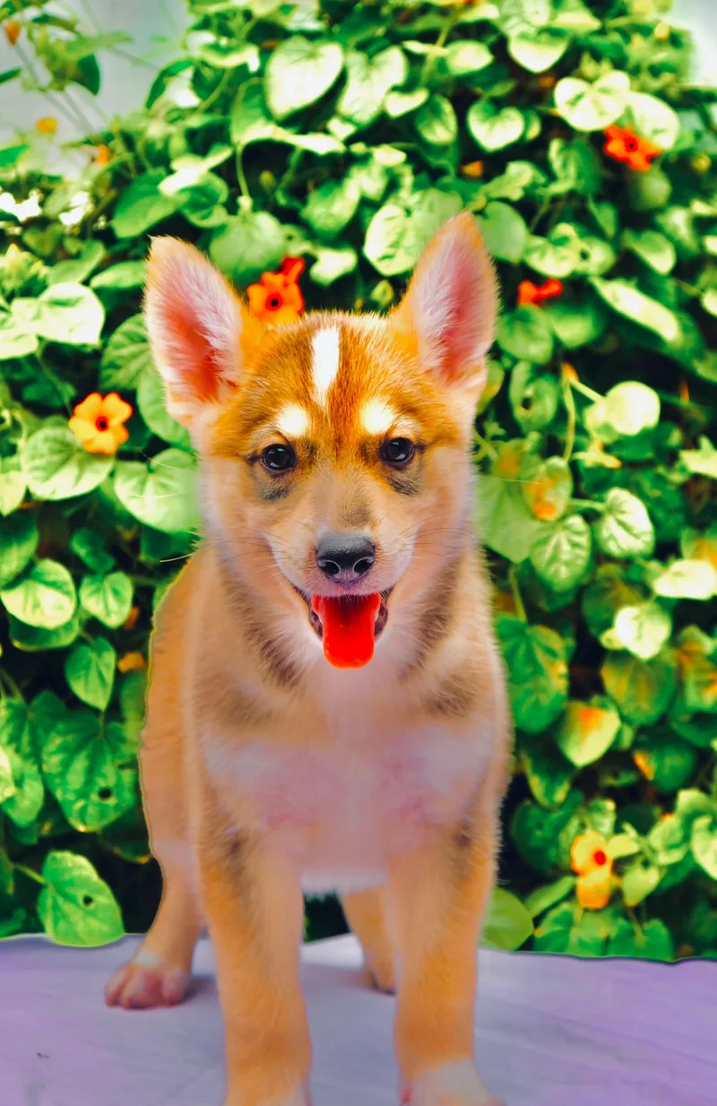A baby medium-sized female Golden Retriever dog named Denali for adoption in San Diego, CA