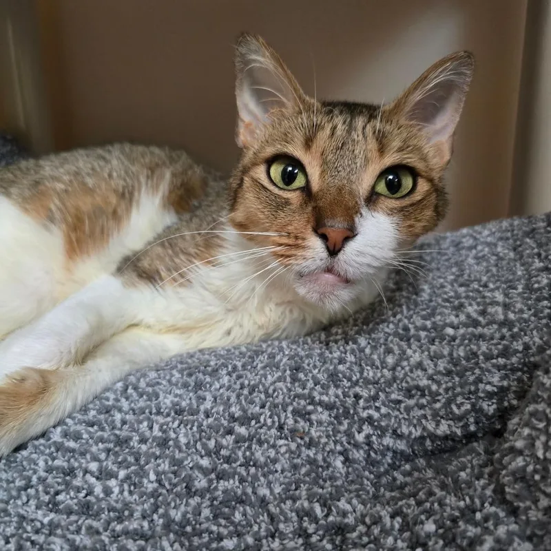 An adult medium-sized female Brown / Chocolate Domestic Short Hair cat named Baby for adoption in Naples, FL