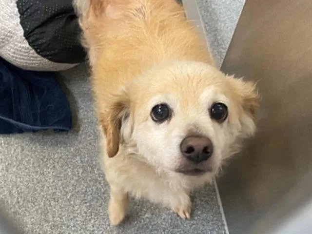 An adult small-sized male Pomeranian dog named Donovan for adoption in Tustin, CA