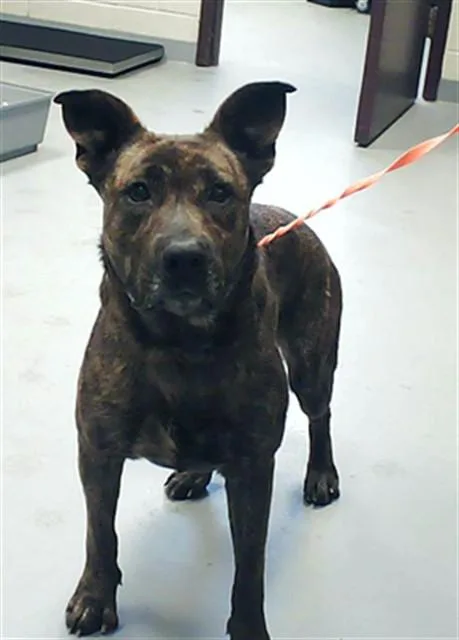 An adult medium-sized female Pit Bull Terrier dog named Abby for adoption in Fayetteville, NC