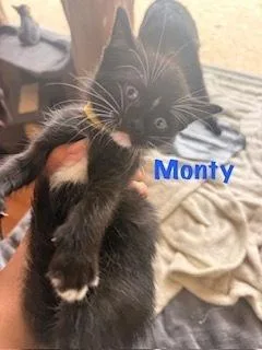 A baby small-sized male Black & White / Tuxedo Domestic Short Hair cat named Monty for adoption in Ruskin, FL
