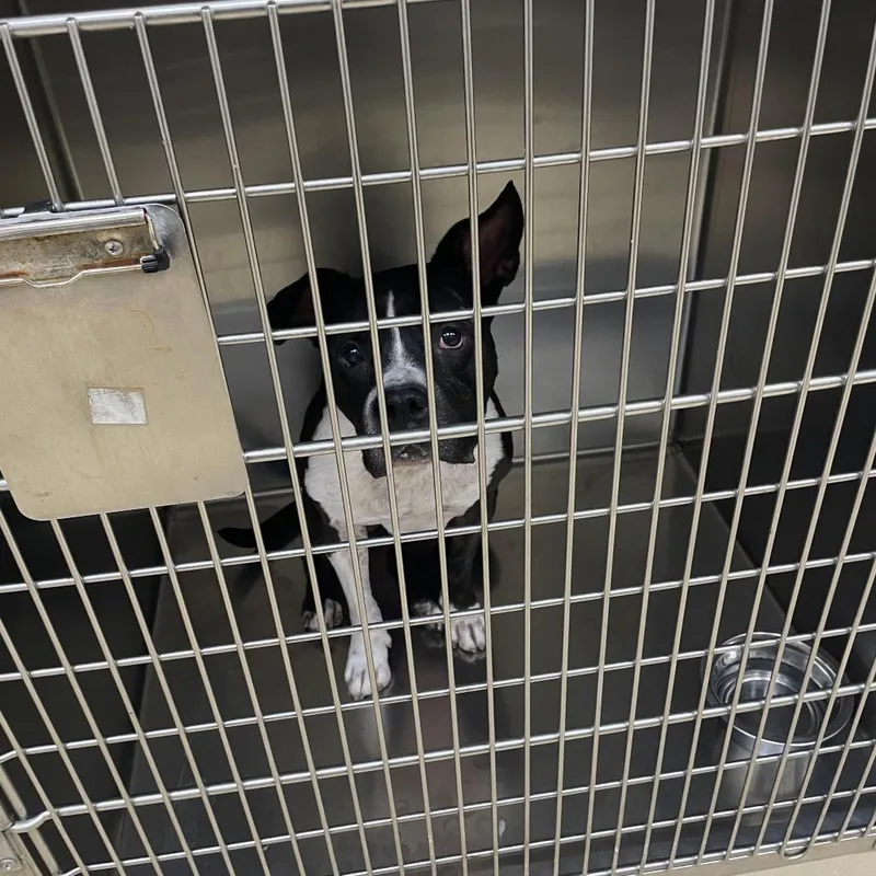 An adult medium-sized female Mixed Breed dog named Ponyo for adoption in Winston-Salem, NC