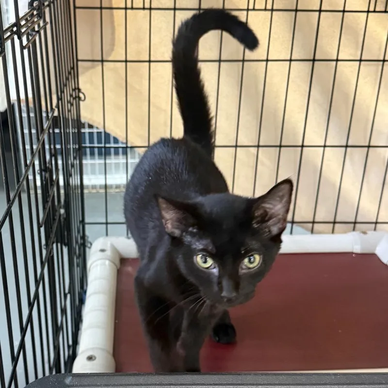 A baby small-sized female Black Domestic Short Hair cat named Jimmy Bag for adoption in Troy, VA