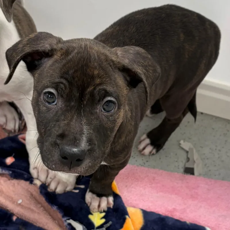 A baby large-sized female Black Mixed Breed dog named Patches for adoption in Greensboro, GA
