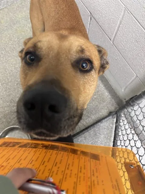 An adult large-sized male Pit Bull Terrier dog named Bronco for adoption in Pasadena, TX