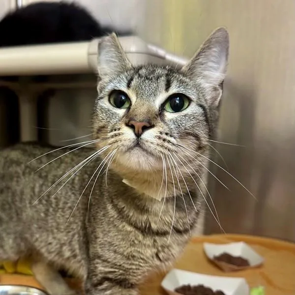 A young small-sized female Domestic Short Hair cat named Asterisk for adoption in Walnut Creek, CA
