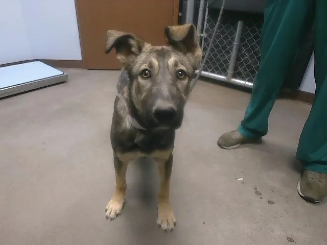 A young large-sized male German Shepherd Dog dog named Volkswagen for adoption in Phoenix, AZ
