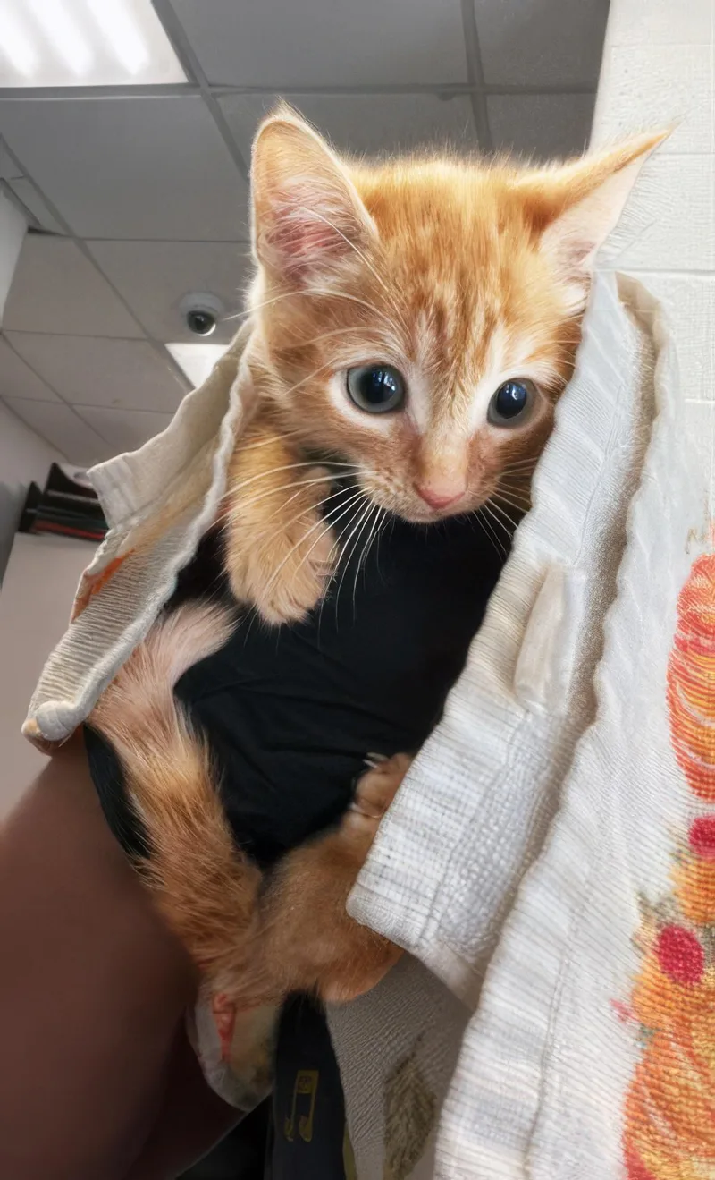 A baby medium-sized female Domestic Short Hair cat named Sour Patch for adoption in Nashville, TN