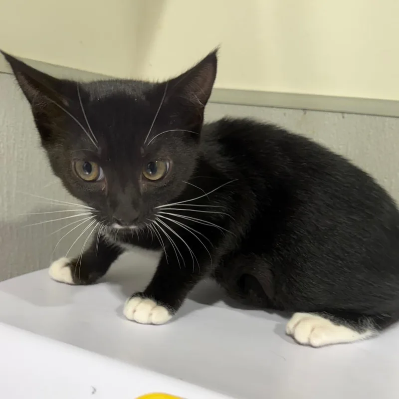 A baby small-sized male Black Domestic Short Hair cat named Otto for adoption in Tampa, FL