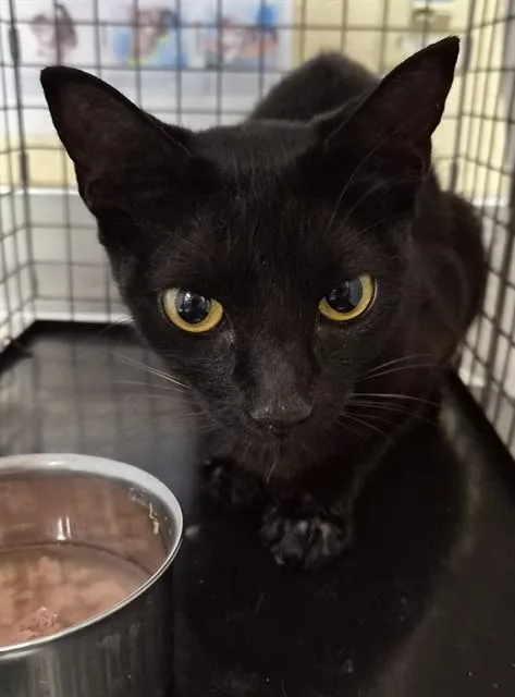 A young small-sized female Domestic Short Hair cat named Emerald for adoption in Fort Myers, FL