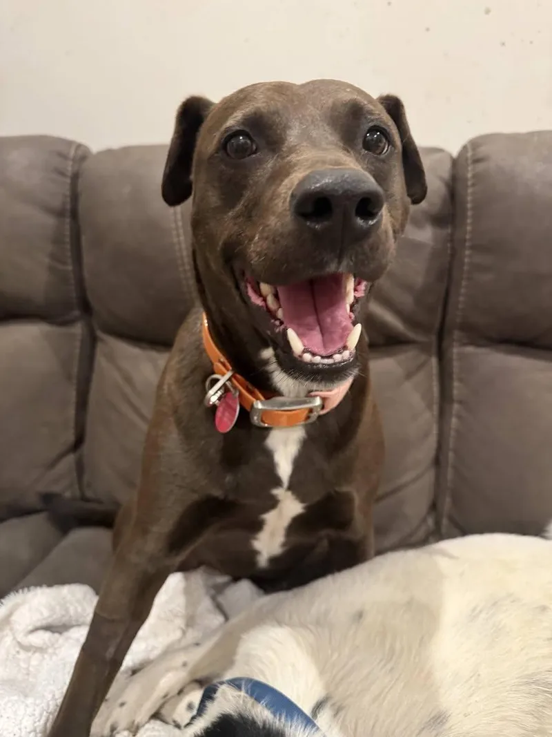 A young medium-sized female Black Terrier dog named Luna for adoption in Waverly, TN