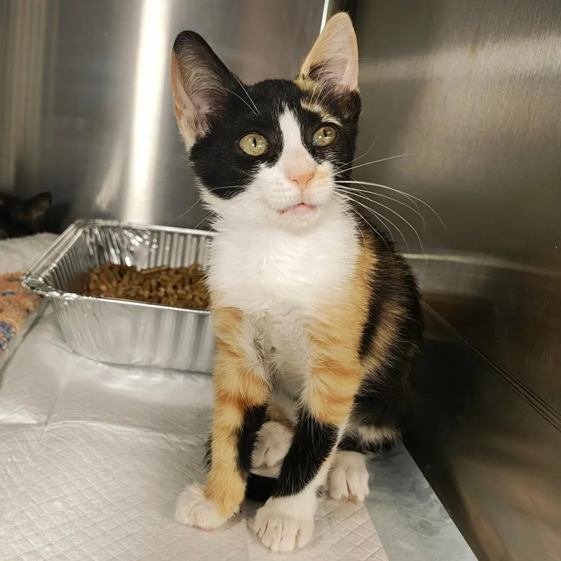 A baby small-sized female Calico Domestic Short Hair cat named Glenda for adoption in Parkland, FL
