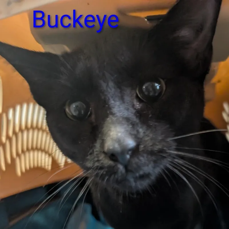 A young small-sized male Black Domestic Short Hair cat named Buckeye for adoption in Carmel, IN