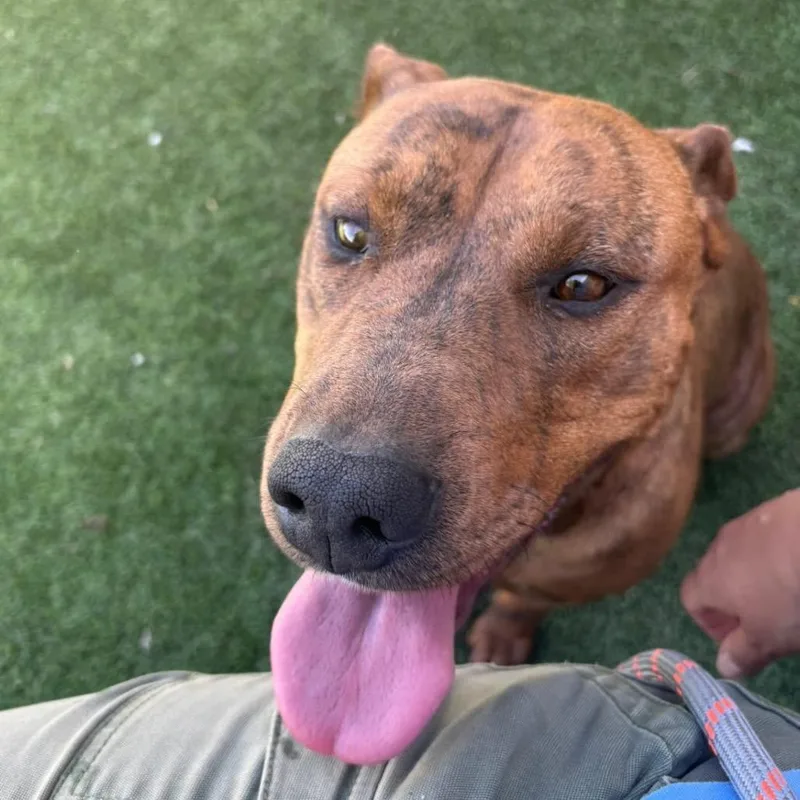 An adult large-sized female Brown / Chocolate Pit Bull Terrier dog named Tambourine for adoption in Flagstaff, AZ