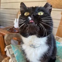 An adult large-sized male Black Domestic Short Hair cat named Tuxi for adoption in Hedgesville, WV