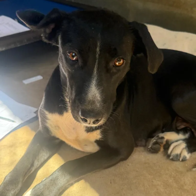 An adult medium-sized female Black Labrador Retriever dog named TUSCStray_ for adoption in Tuscaloosa, AL