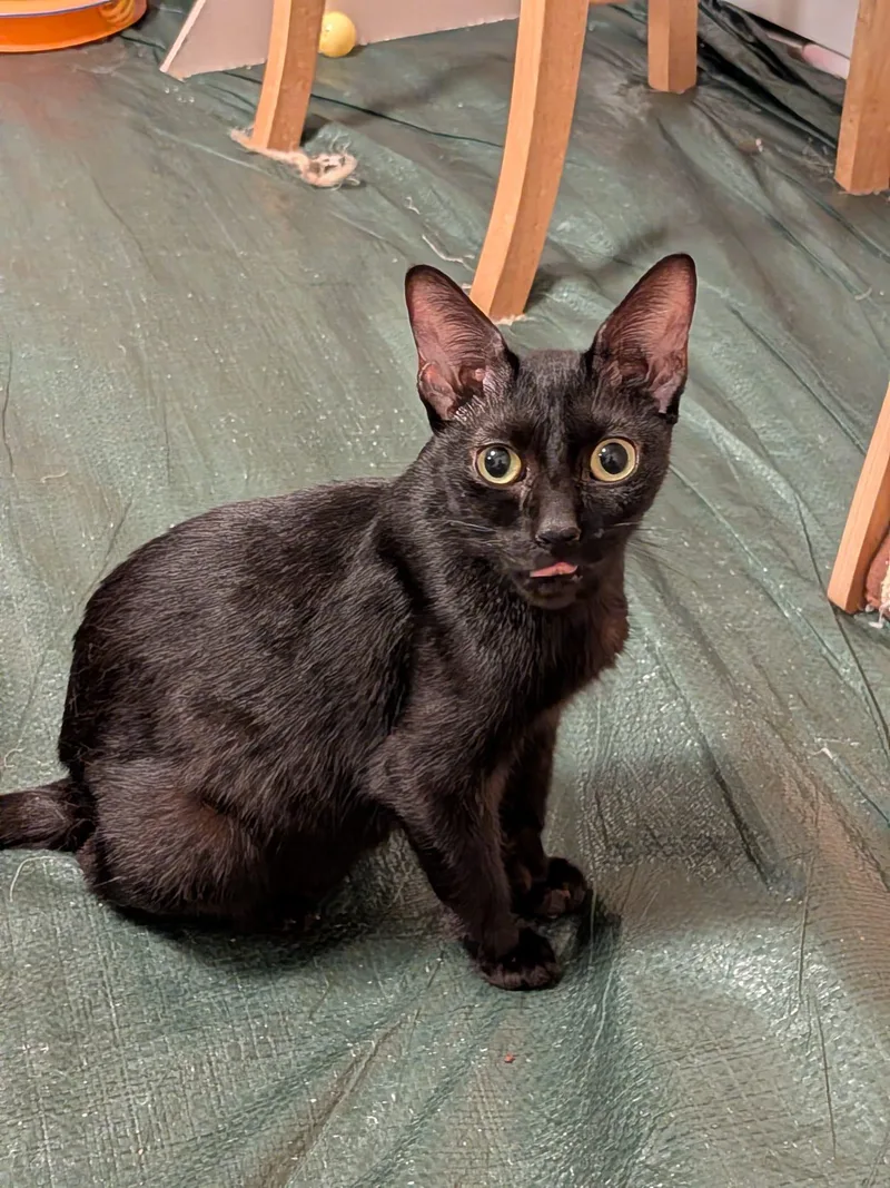A young medium-sized female Black Domestic Short Hair cat named Octavia for adoption in Philadelphia, PA
