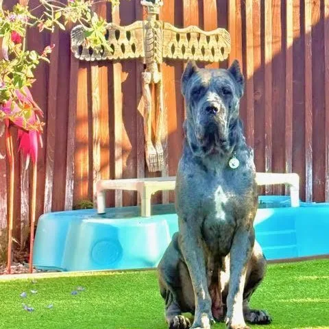 A young extra large-sized female Merle (Blue) Cane Corso dog named Cinderella for adoption in Los Angeles, CA