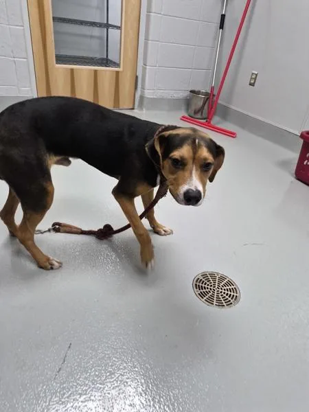 A young medium-sized male Beagle dog named Nc for adoption in Lawrenceville, GA