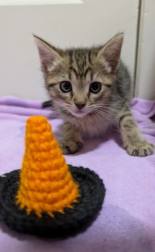 A baby medium-sized female Domestic Short Hair cat named Josie Whiskers for adoption in Escondido, CA