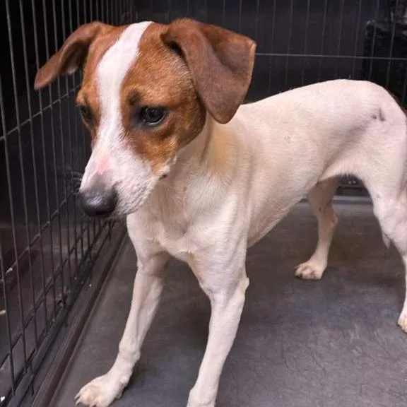 A young small-sized male White / Cream Mixed Breed dog named Taro for adoption in Gadsden, AL